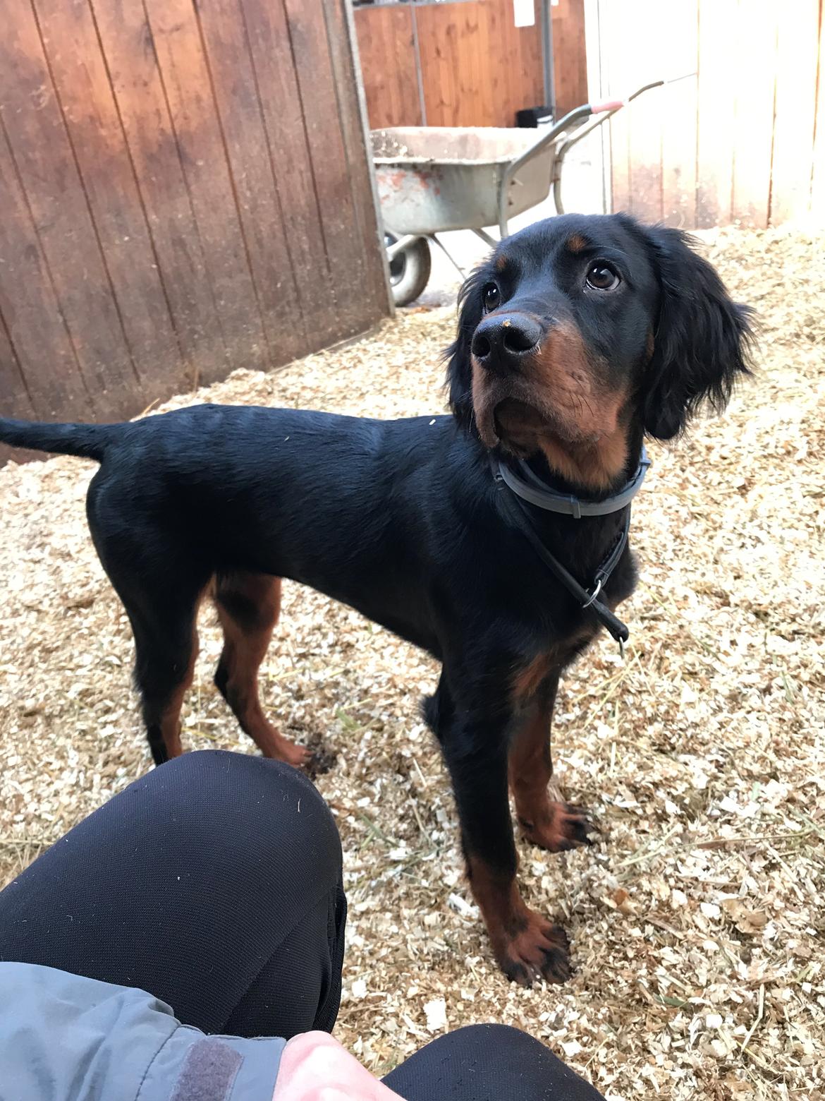 Gordon setter Syd åens Bianca billede 14
