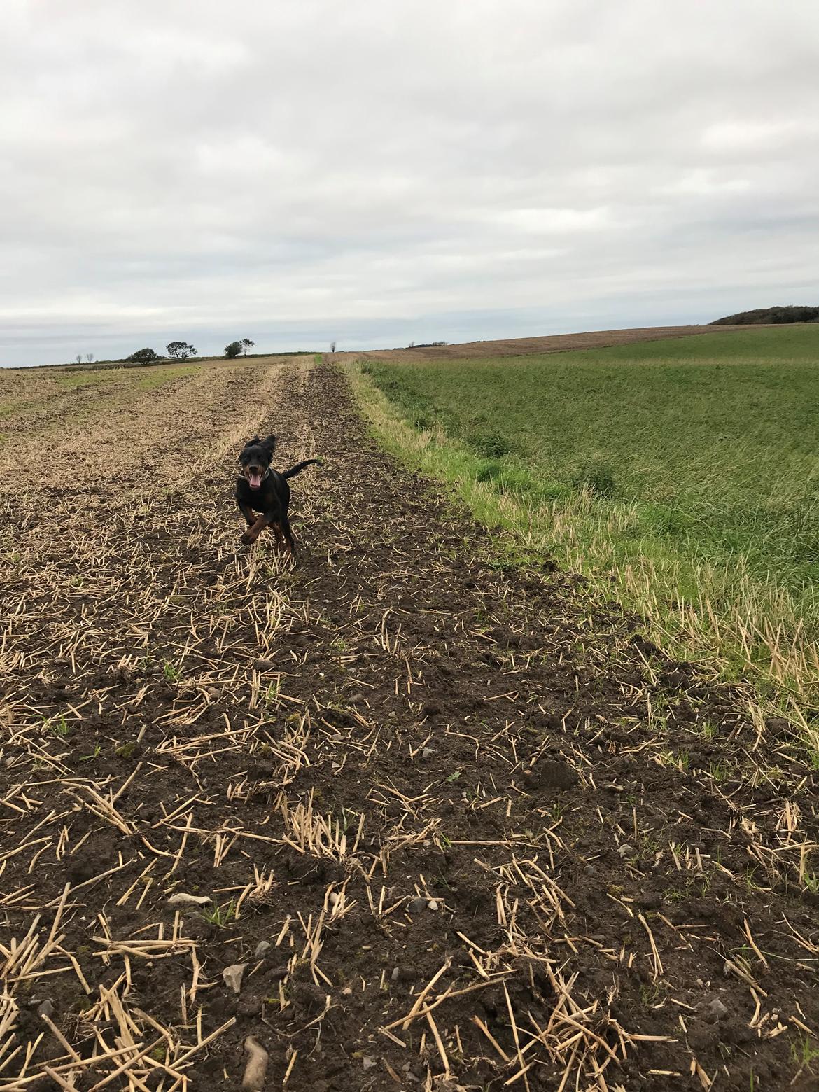 Gordon setter Syd åens Bianca billede 15