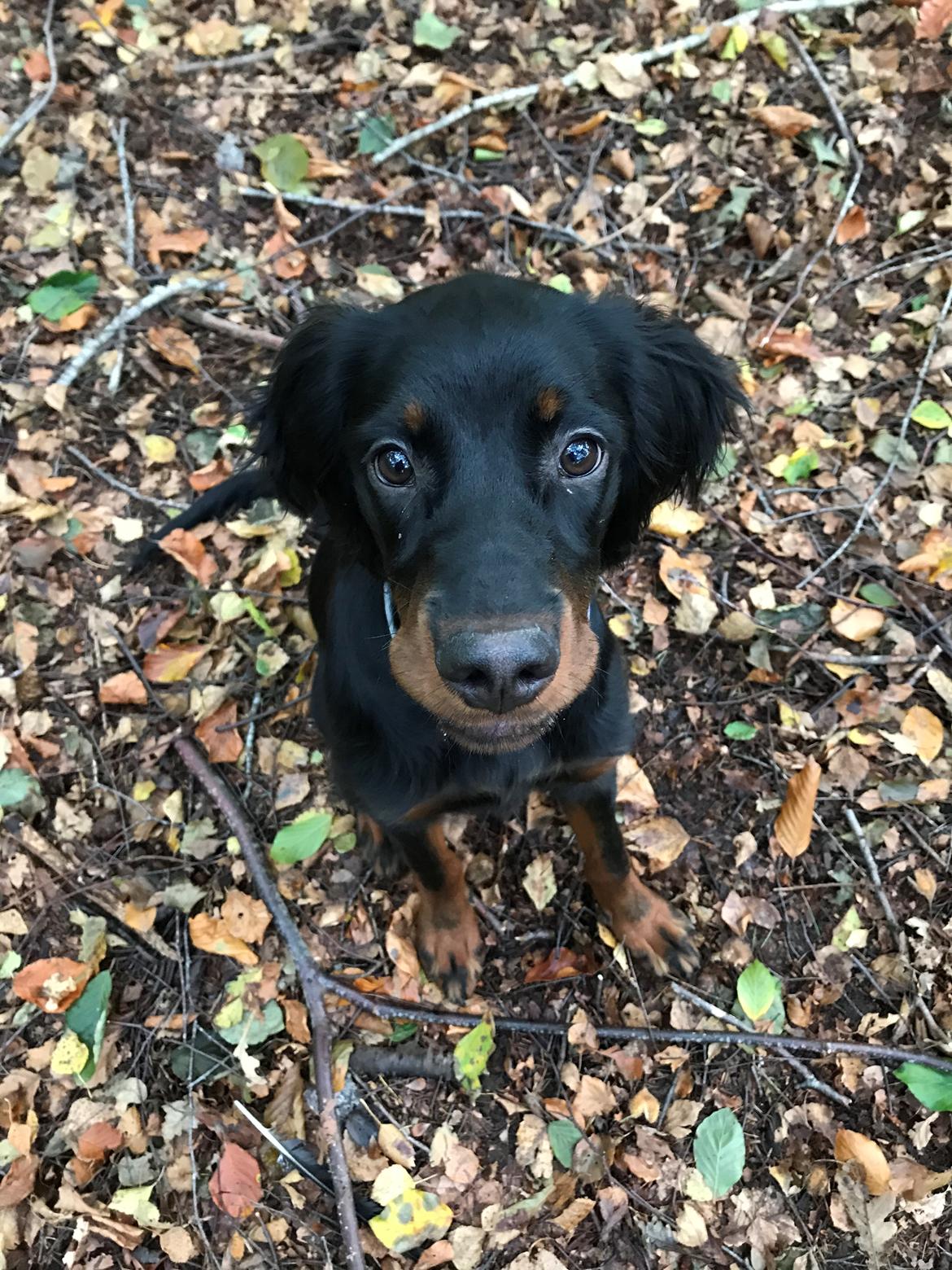 Gordon setter Syd åens Bianca billede 17