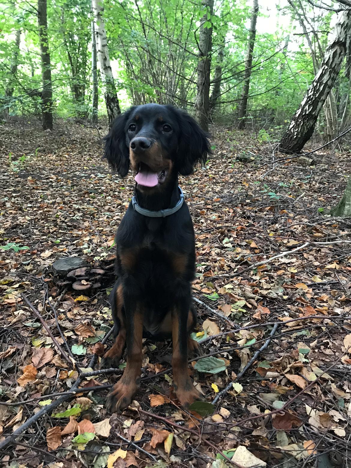 Gordon setter Syd åens Bianca billede 18