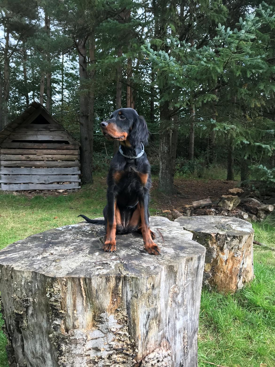Gordon setter Syd åens Bianca billede 16
