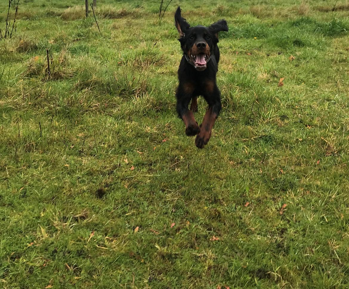Gordon setter Syd åens Bianca billede 20