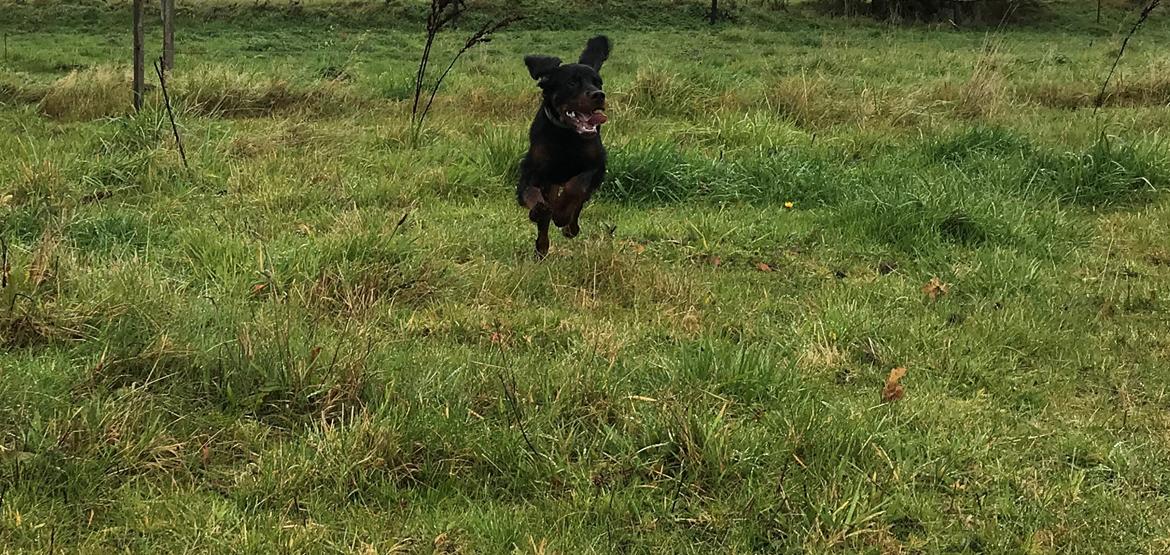 Gordon setter Syd åens Bianca billede 19
