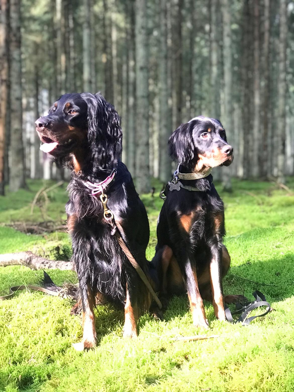 Gordon setter Syd åens Bianca billede 23
