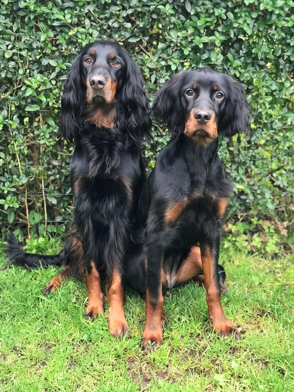 Gordon setter Syd åens Bianca billede 21