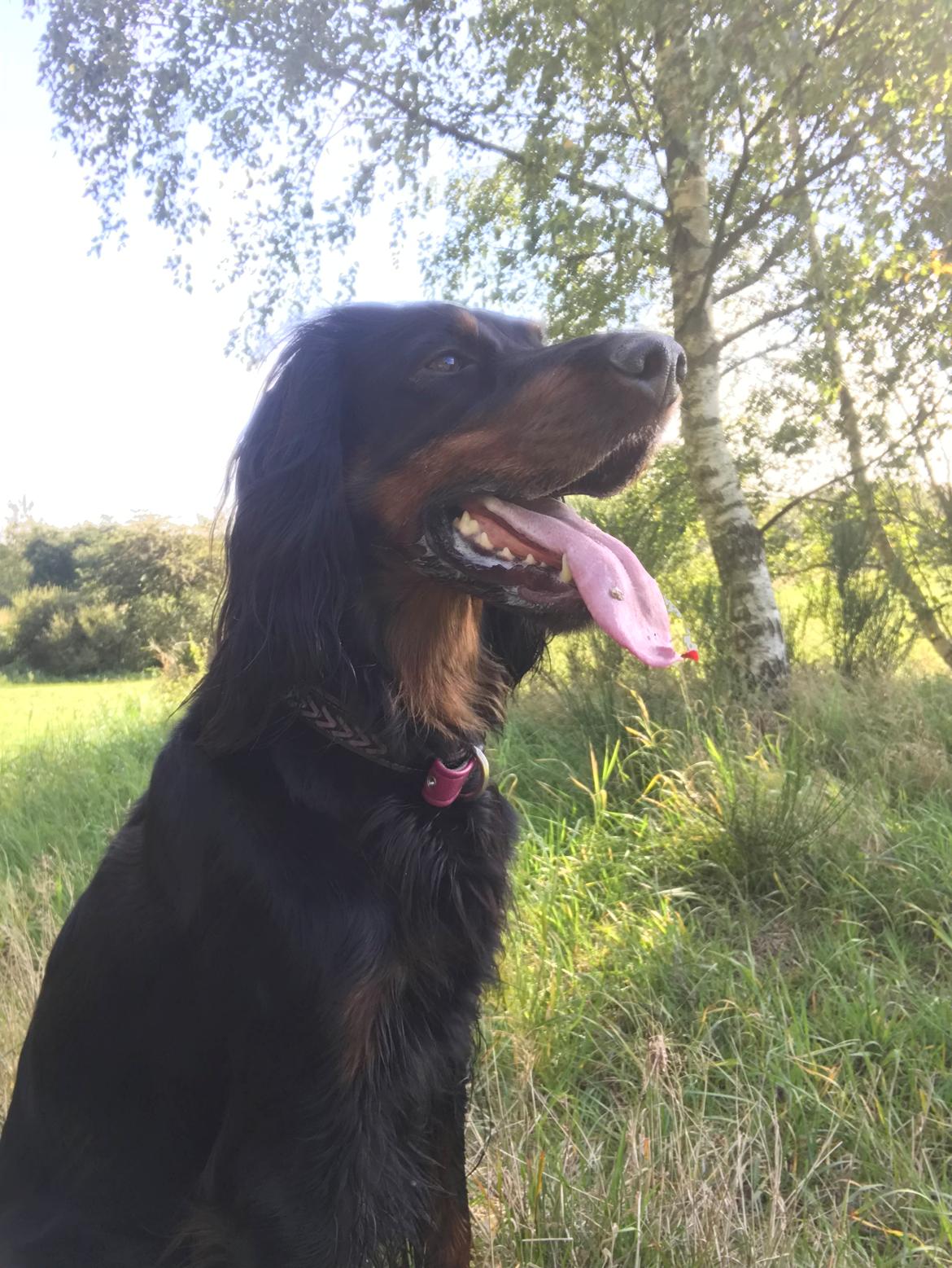 Gordon setter Øens Bellis billede 23