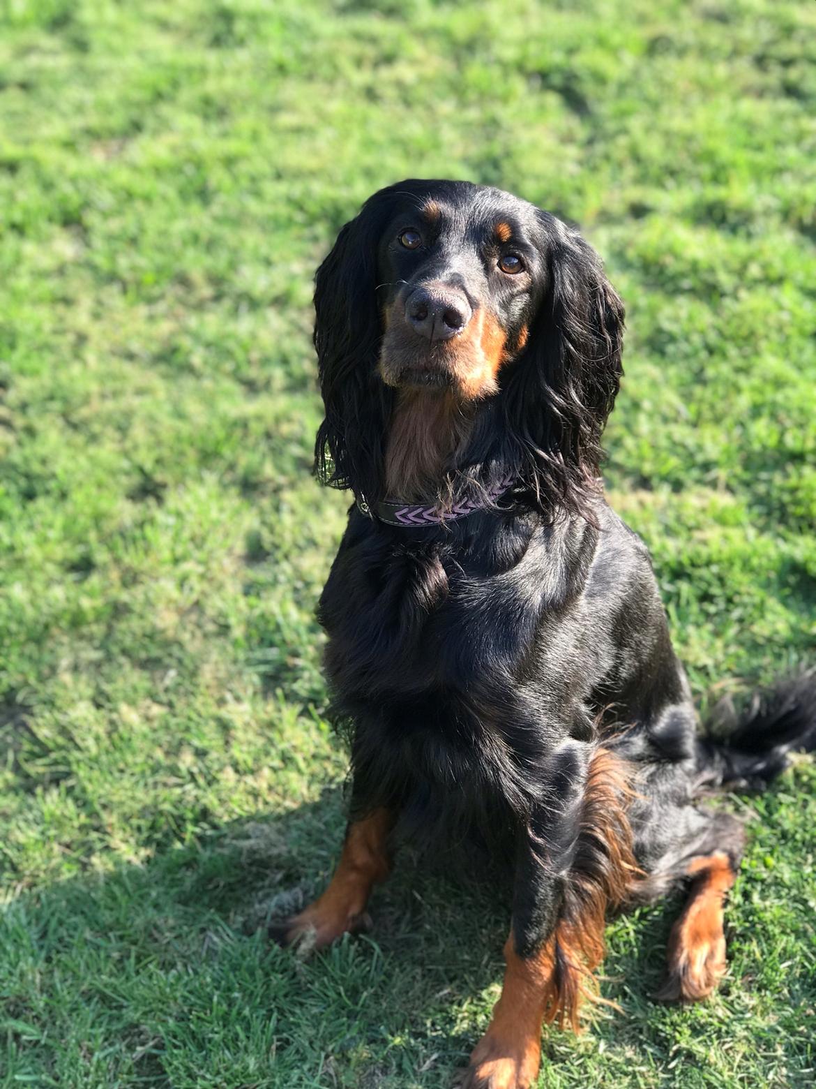 Gordon setter Øens Bellis billede 22