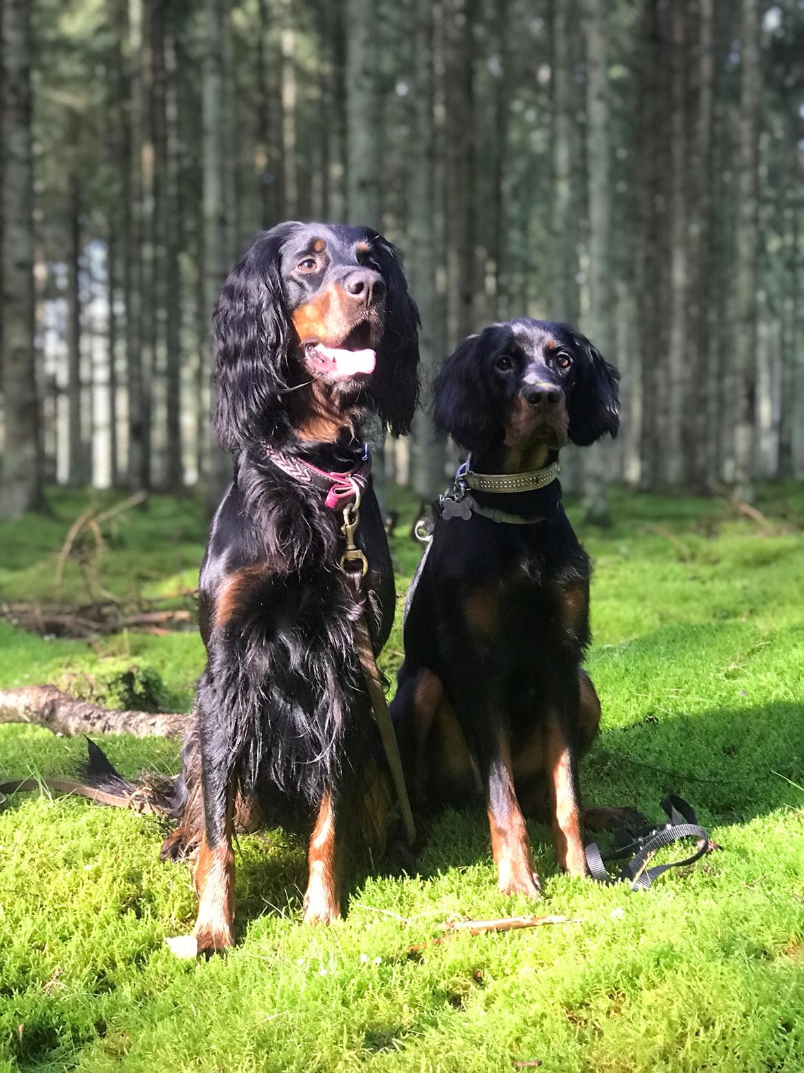 Gordon setter Øens Bellis - Bellis & Bianca  billede 24