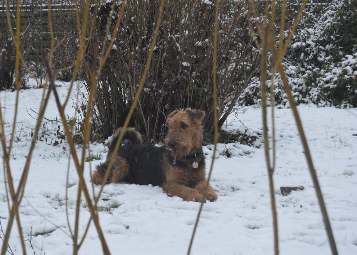 Airedale terrier Tor billede 5