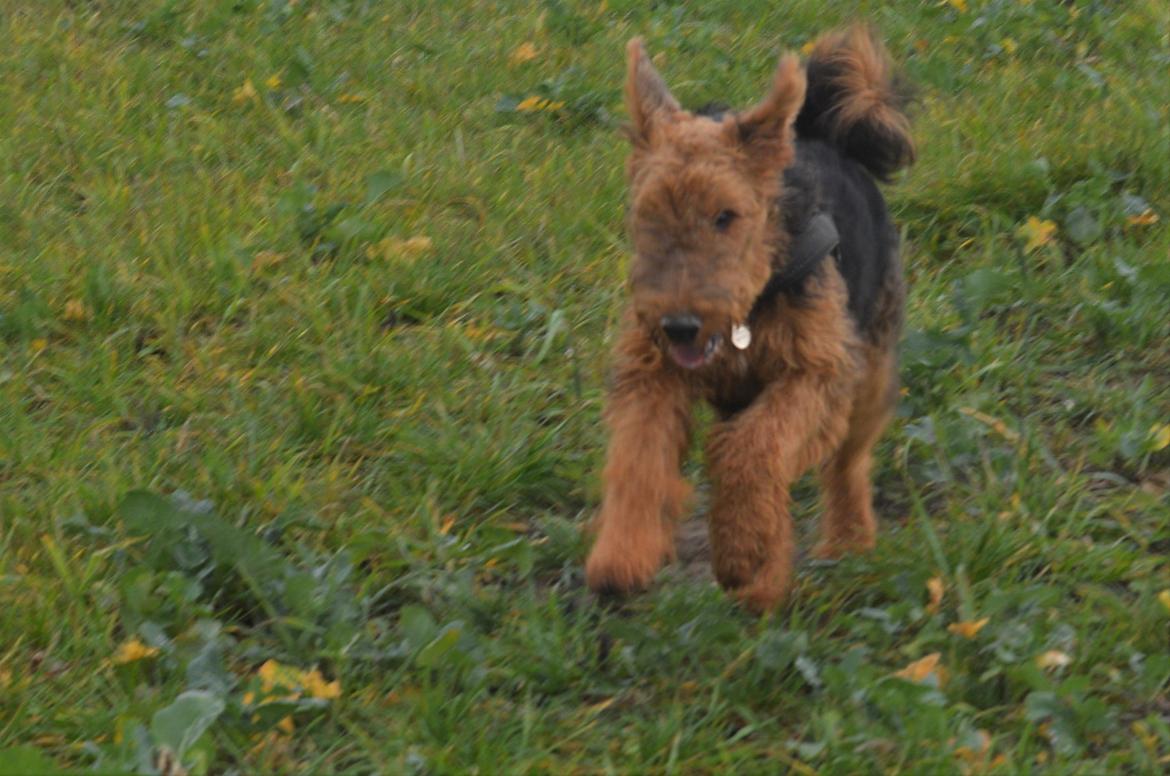 Airedale terrier Tor billede 6