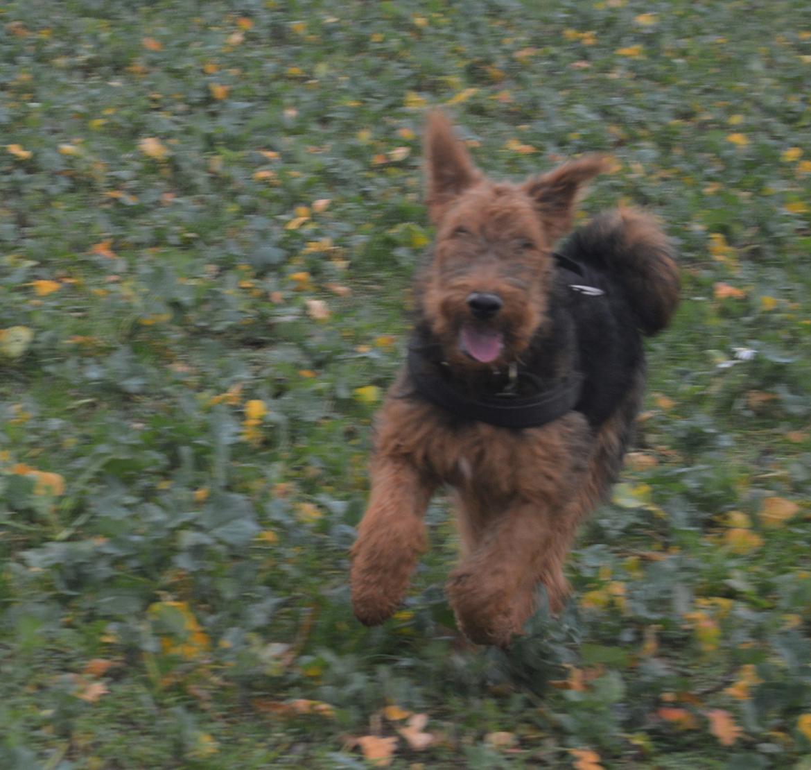 Airedale terrier Tor billede 2