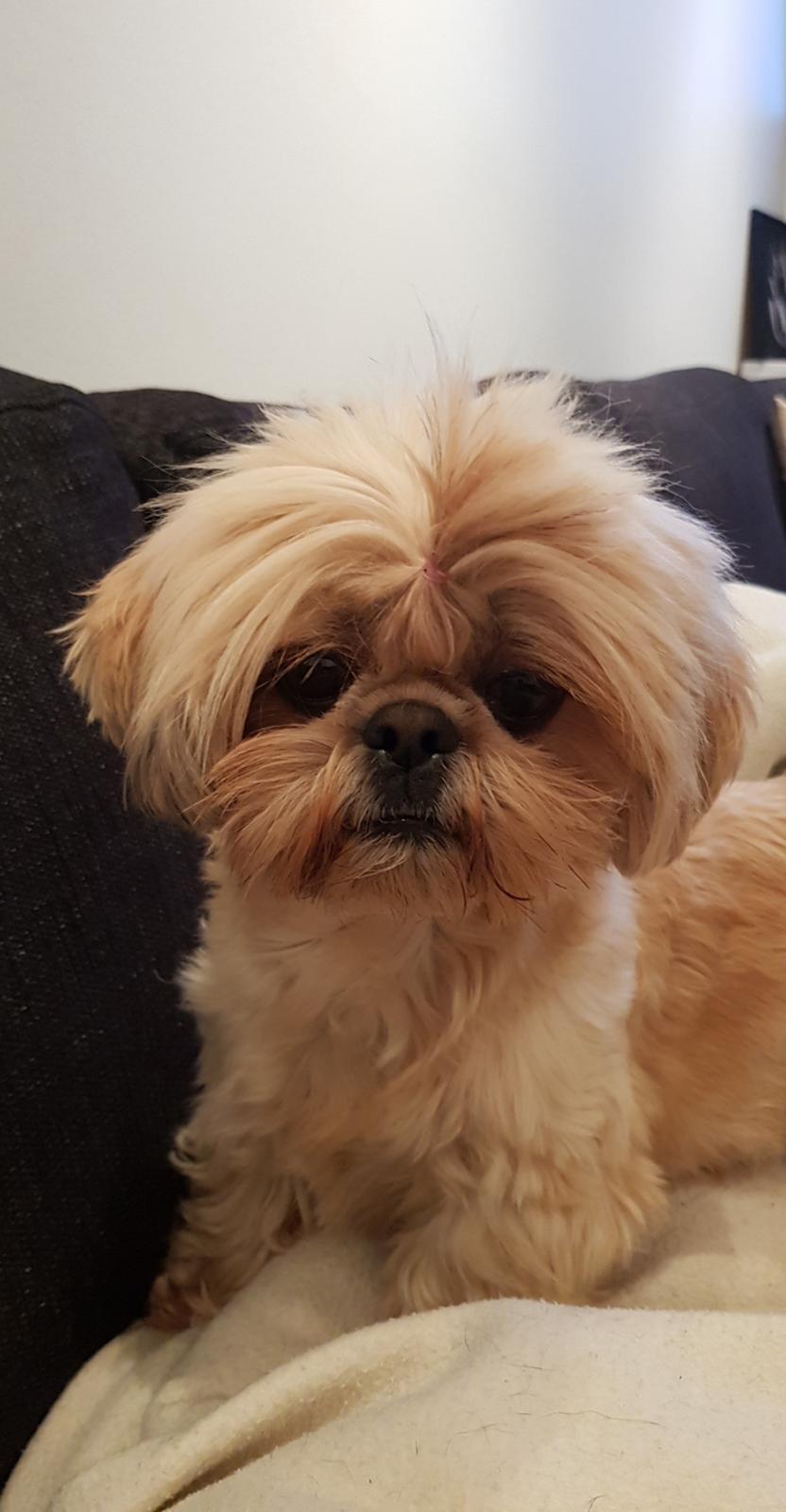 Shih tzu Fonvig's Phoebe billede 1