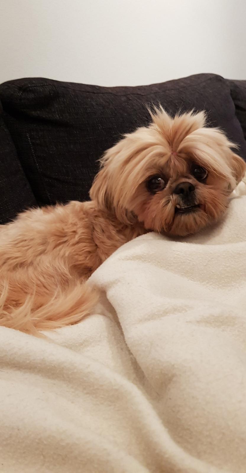 Shih tzu Fonvig's Phoebe billede 30