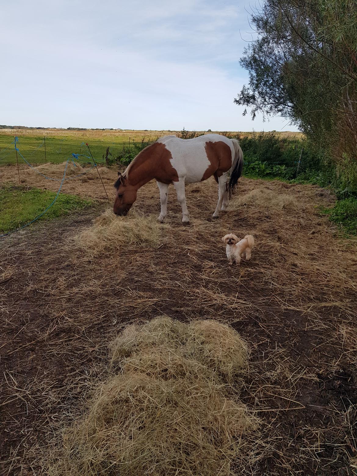 Shih tzu Fonvig's Phoebe billede 31