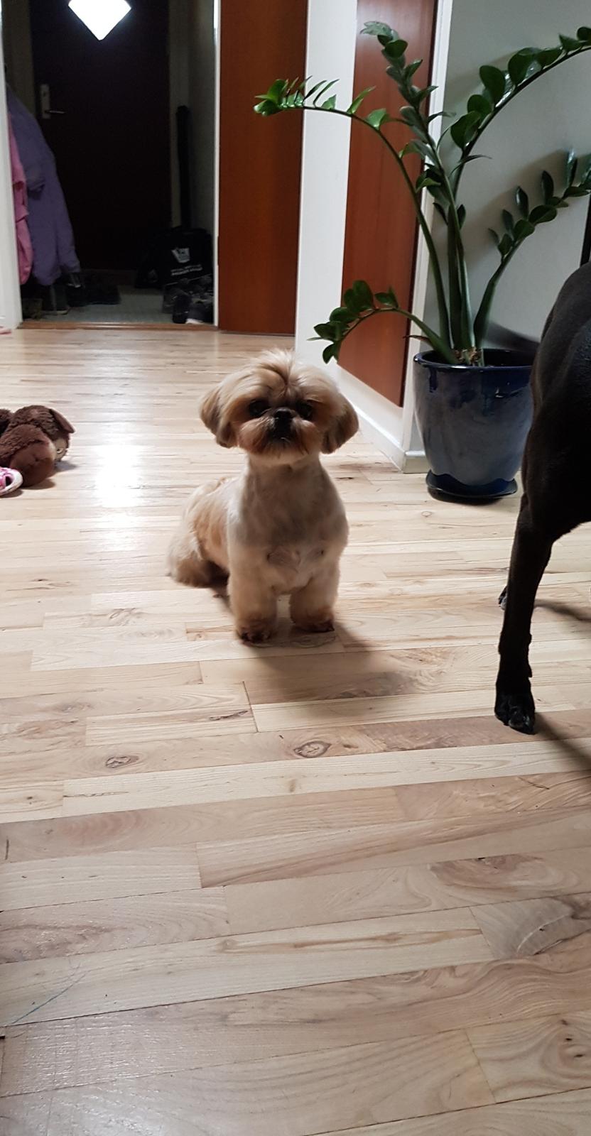 Shih tzu Fonvig's Phoebe billede 32