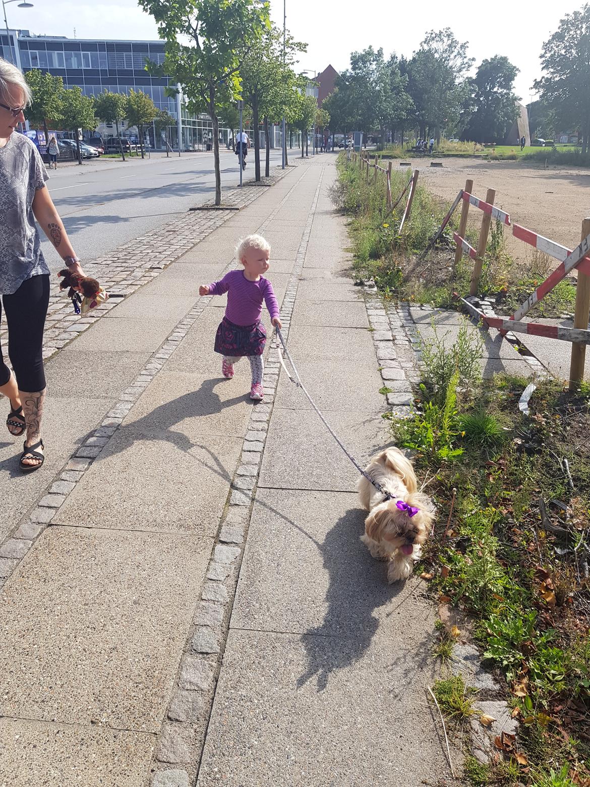 Shih tzu Fonvig's Phoebe billede 33