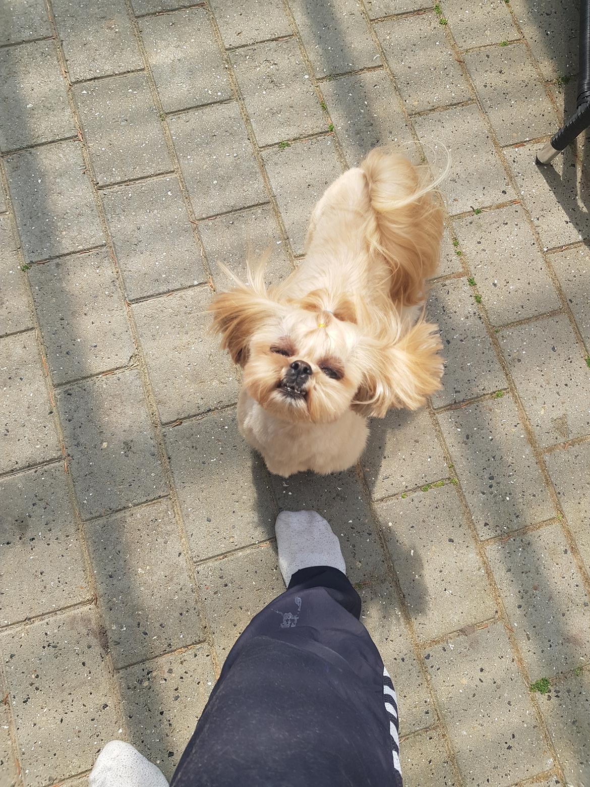 Shih tzu Fonvig's Phoebe billede 34