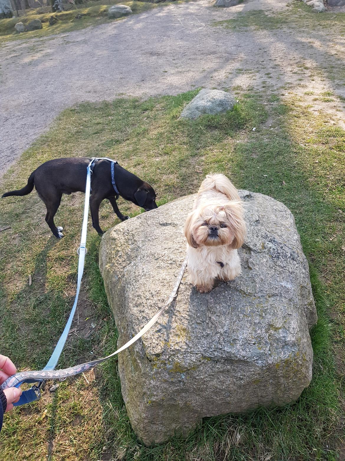 Shih tzu Fonvig's Phoebe billede 35