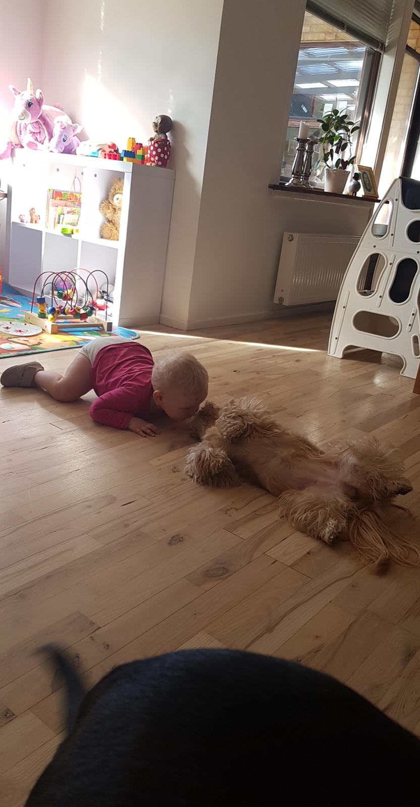 Shih tzu Fonvig's Phoebe billede 36