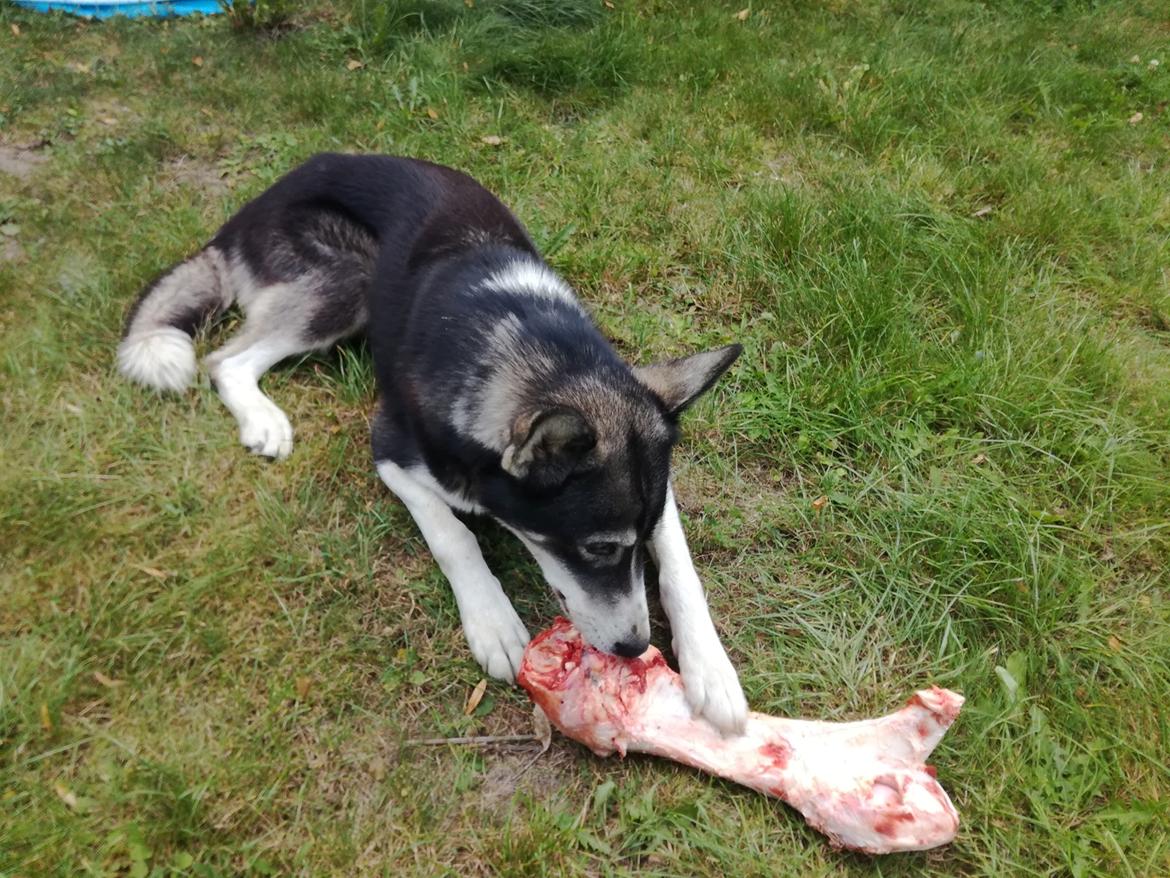 Blanding af racer Snow billede 2