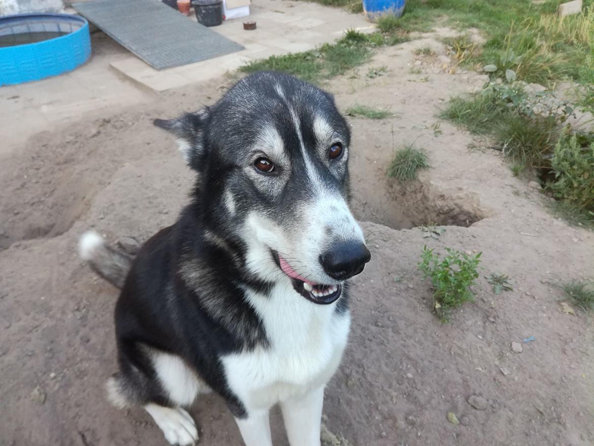 Blanding af racer Snow billede 4