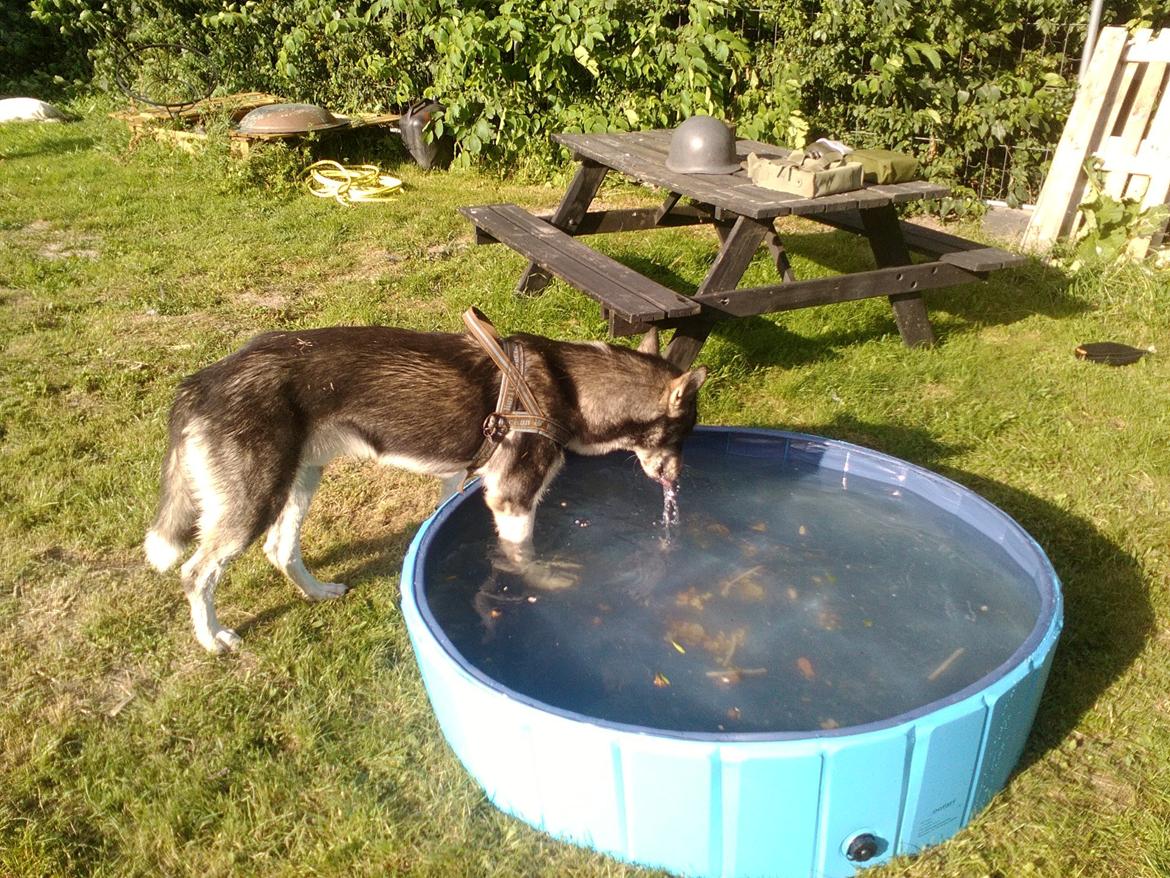 Blanding af racer Snow billede 9