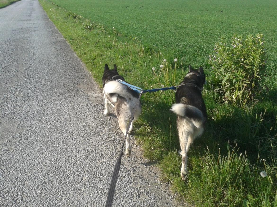 Blanding af racer Snow billede 16