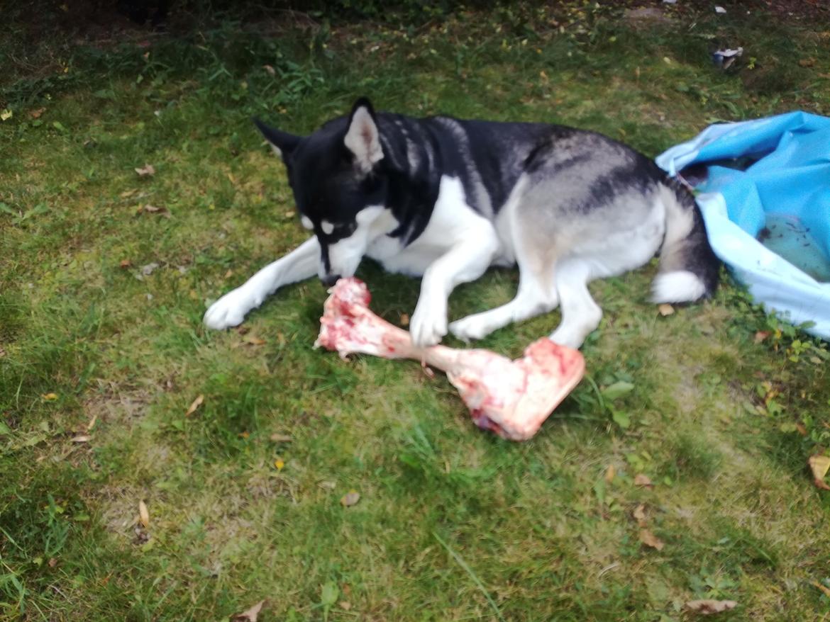 Blanding af racer Malle billede 4