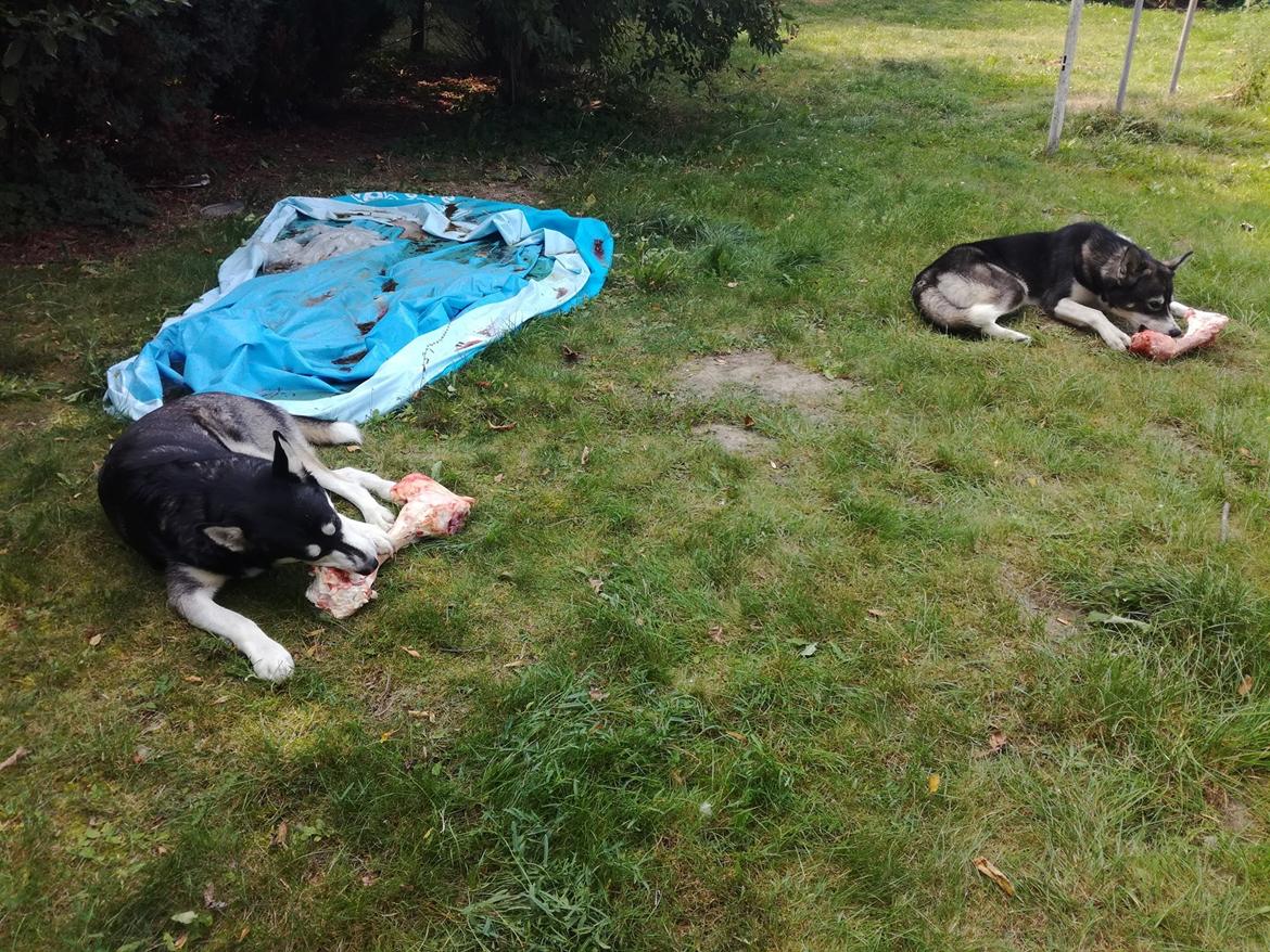 Blanding af racer Malle billede 7