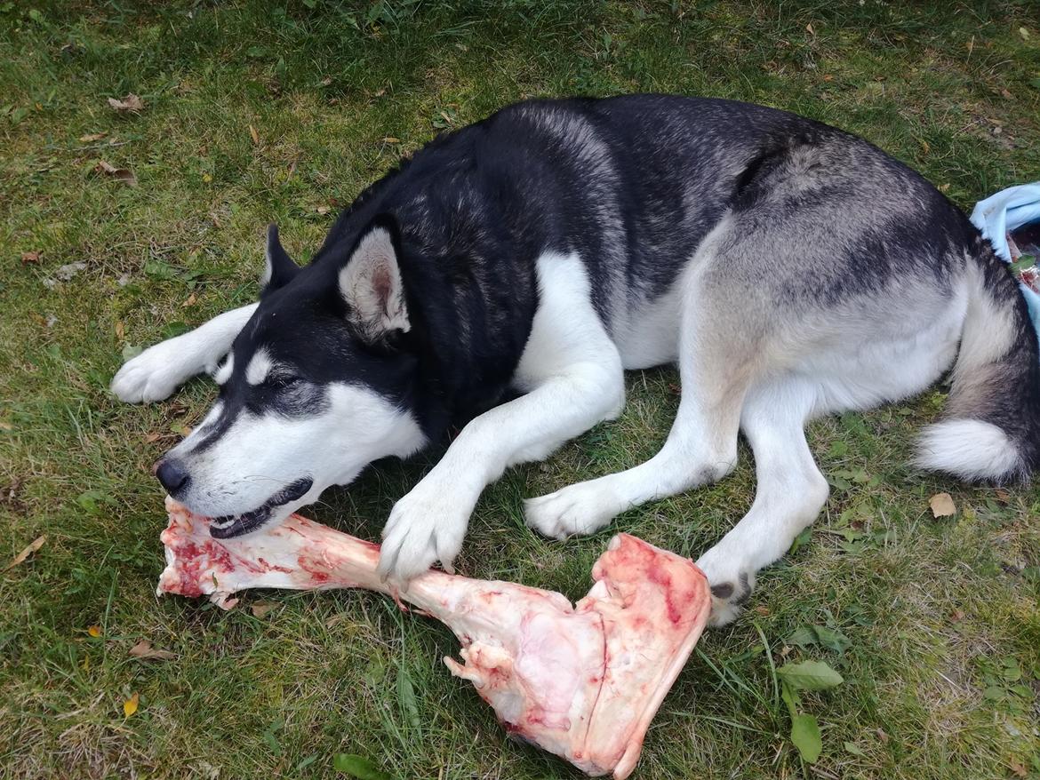 Blanding af racer Malle billede 10