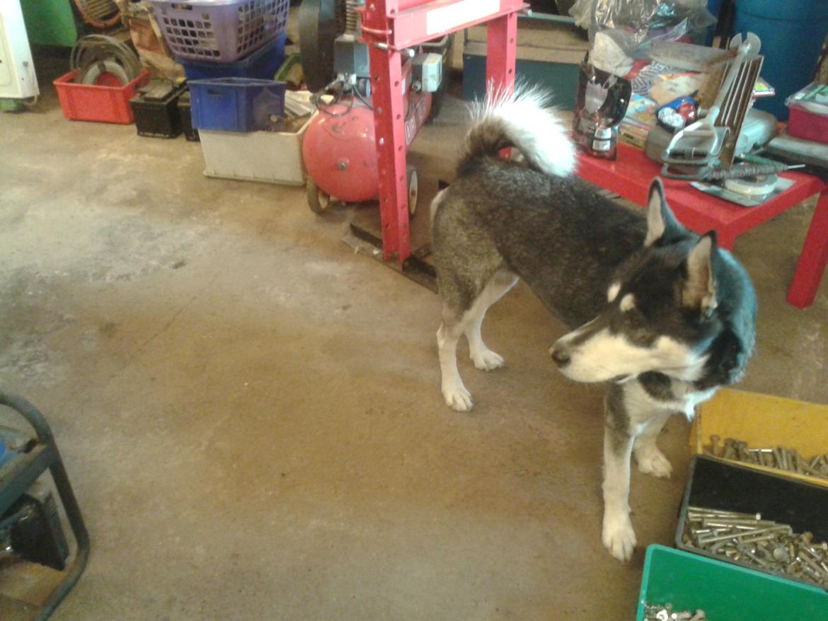 Blanding af racer Malle billede 13