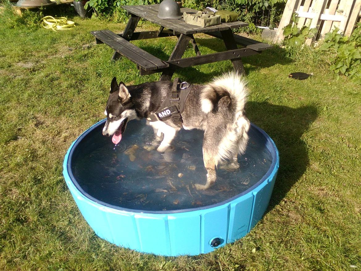 Blanding af racer Malle billede 16