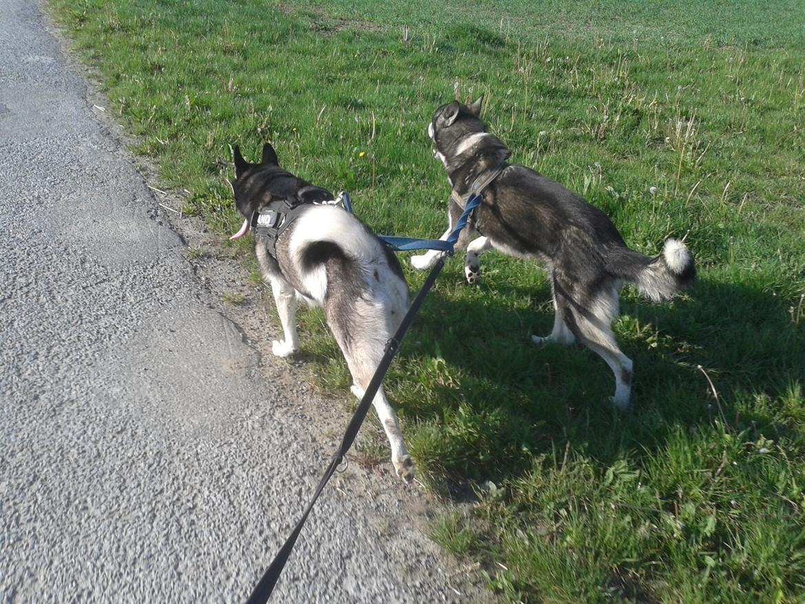 Blanding af racer Malle billede 21