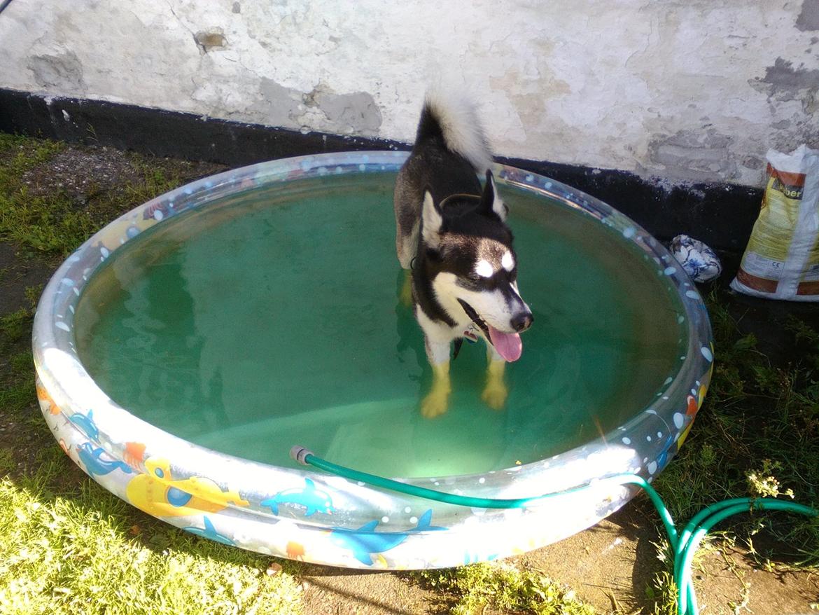 Blanding af racer Malle billede 43