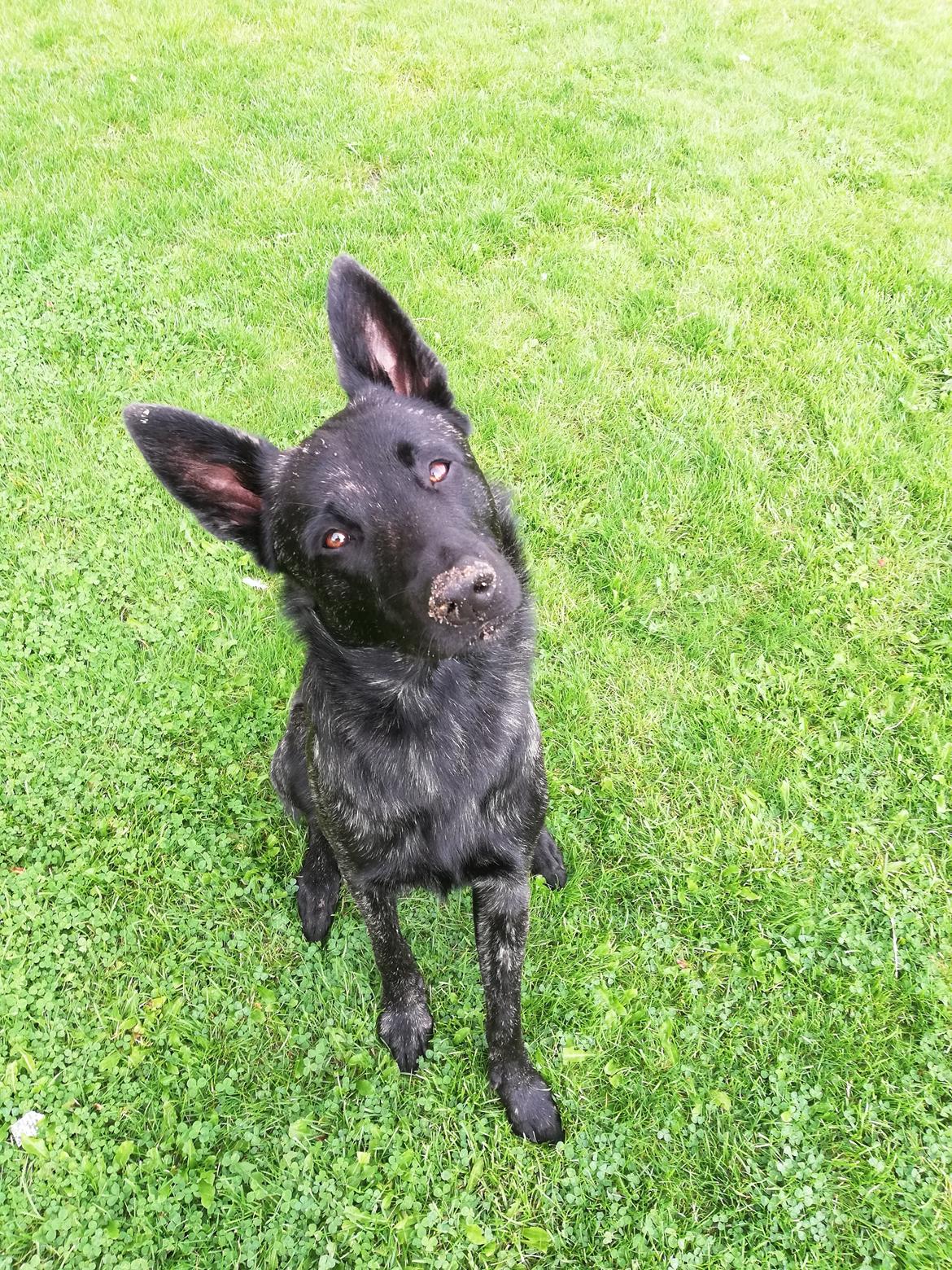 Hollandsk hyrdehund Zherlock - Kaldenavn Eddie  billede 2