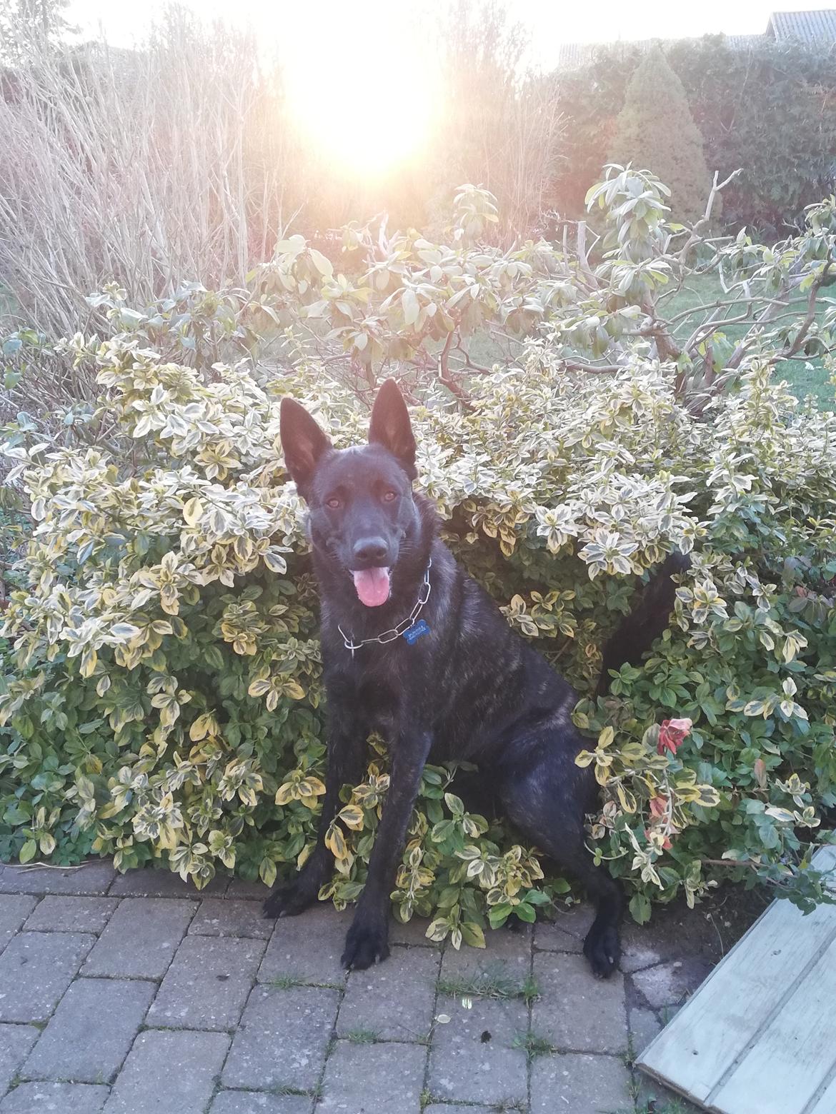 Hollandsk hyrdehund Zherlock - Kaldenavn Eddie  billede 5