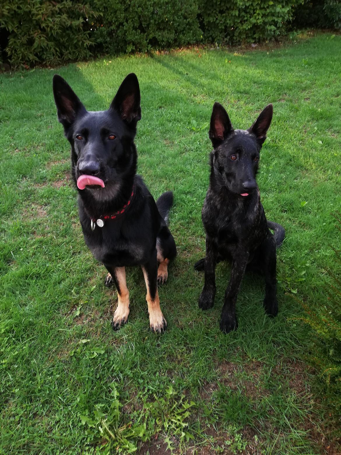 Hollandsk hyrdehund Zherlock - Kaldenavn Eddie  billede 10