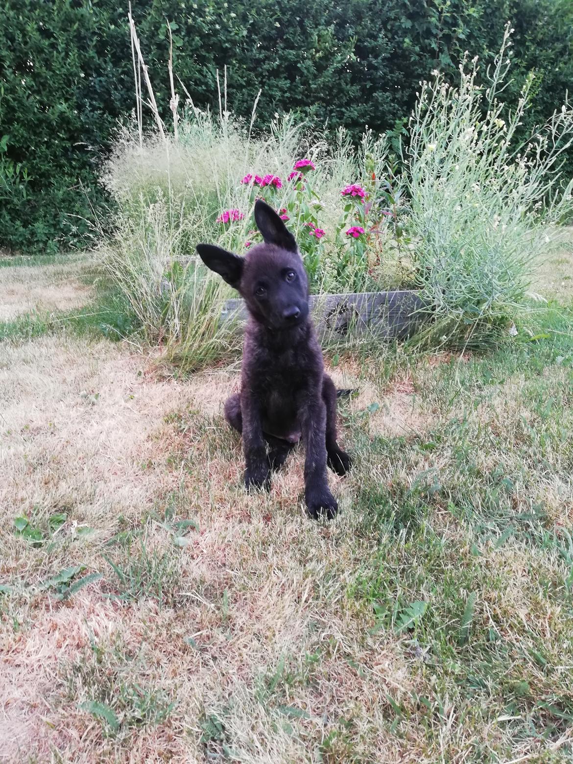 Hollandsk hyrdehund Zherlock - Kaldenavn Eddie  billede 15