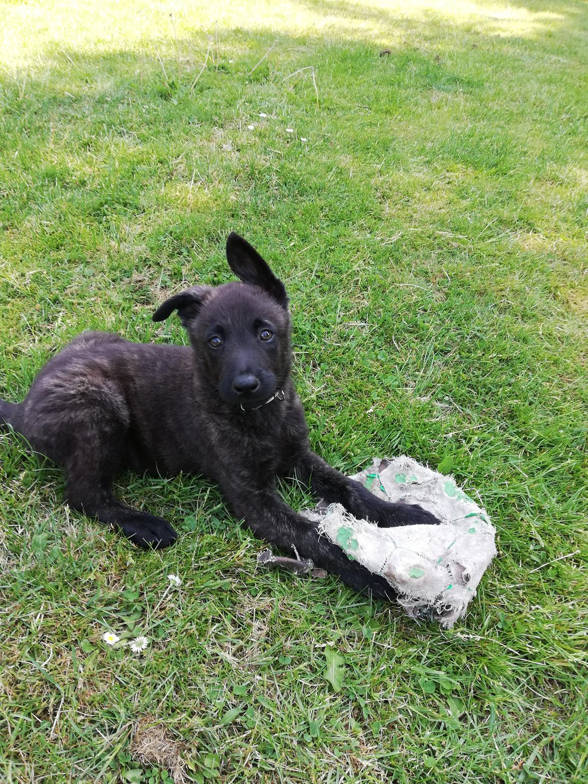 Hollandsk hyrdehund Zherlock - Kaldenavn Eddie  billede 17