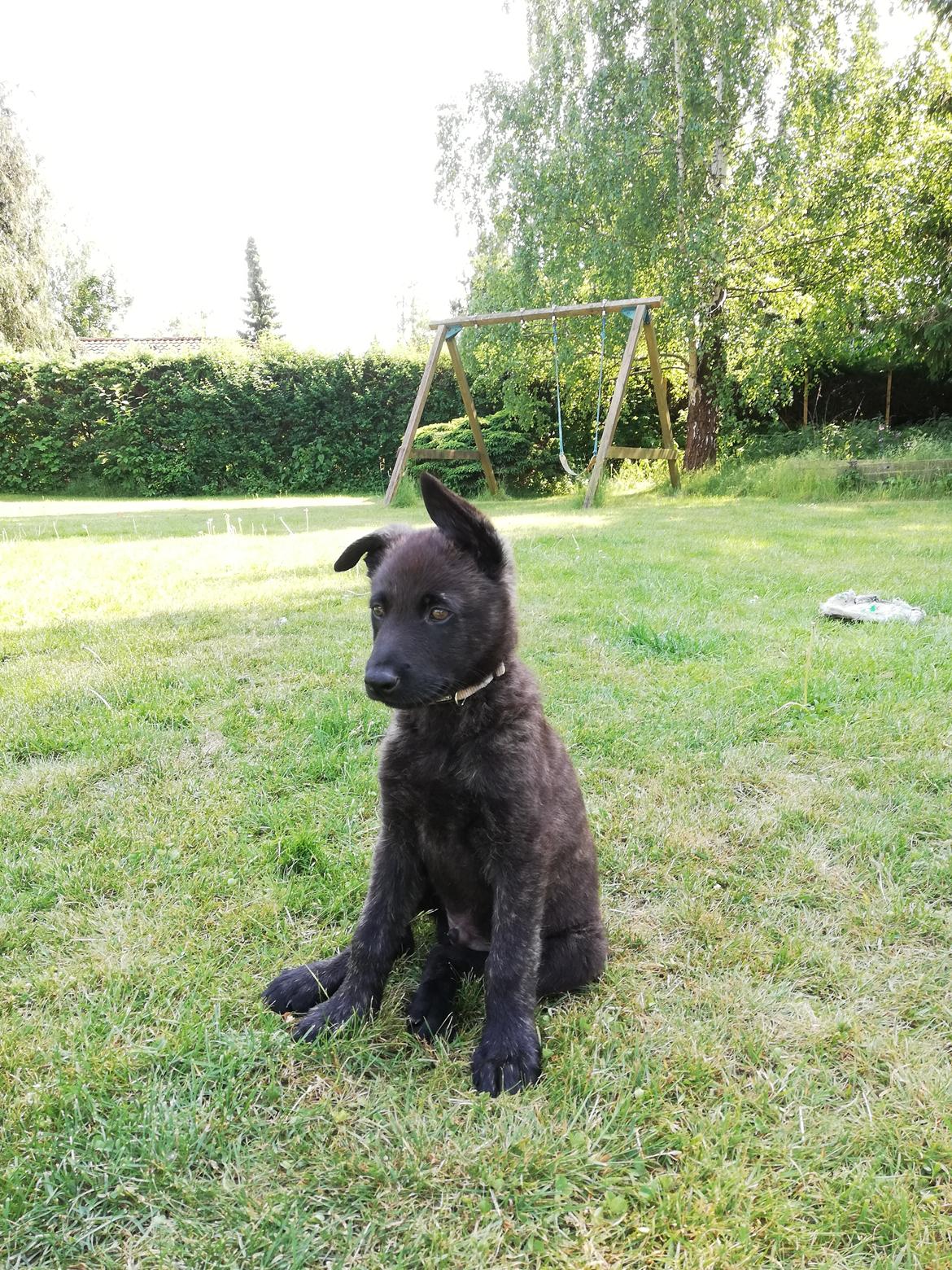 Hollandsk hyrdehund Zherlock - Kaldenavn Eddie  billede 18