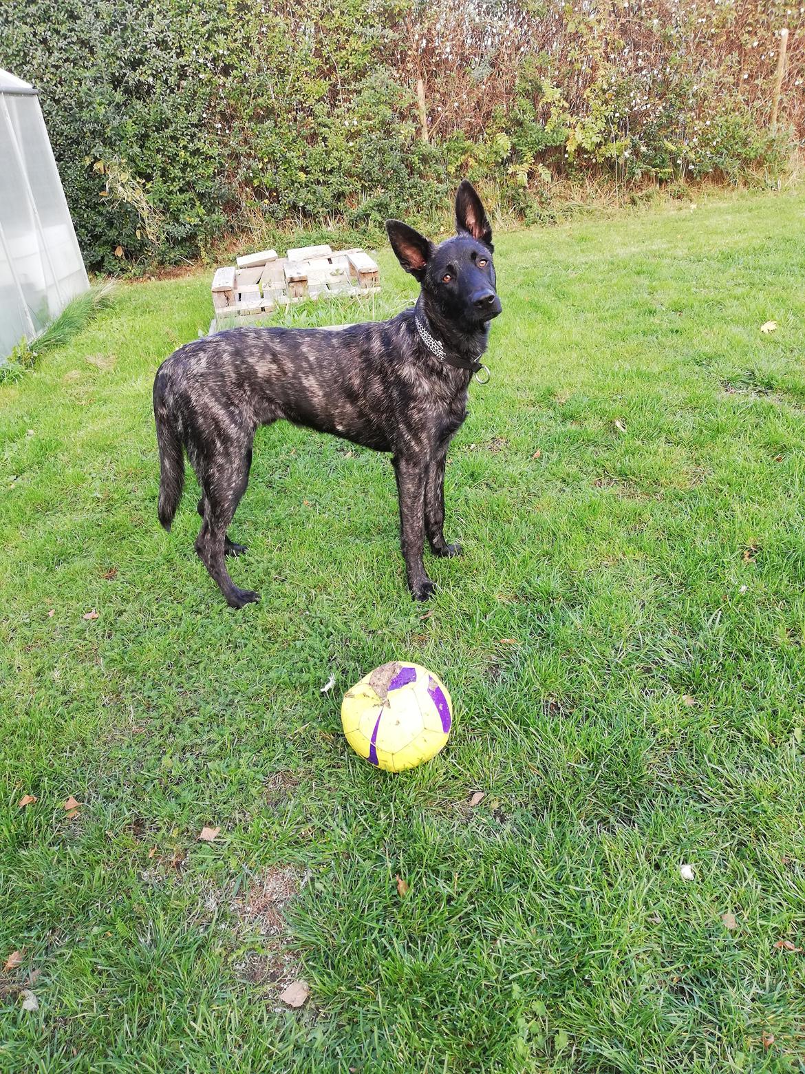 Hollandsk hyrdehund Zherlock - Kaldenavn Eddie  billede 6