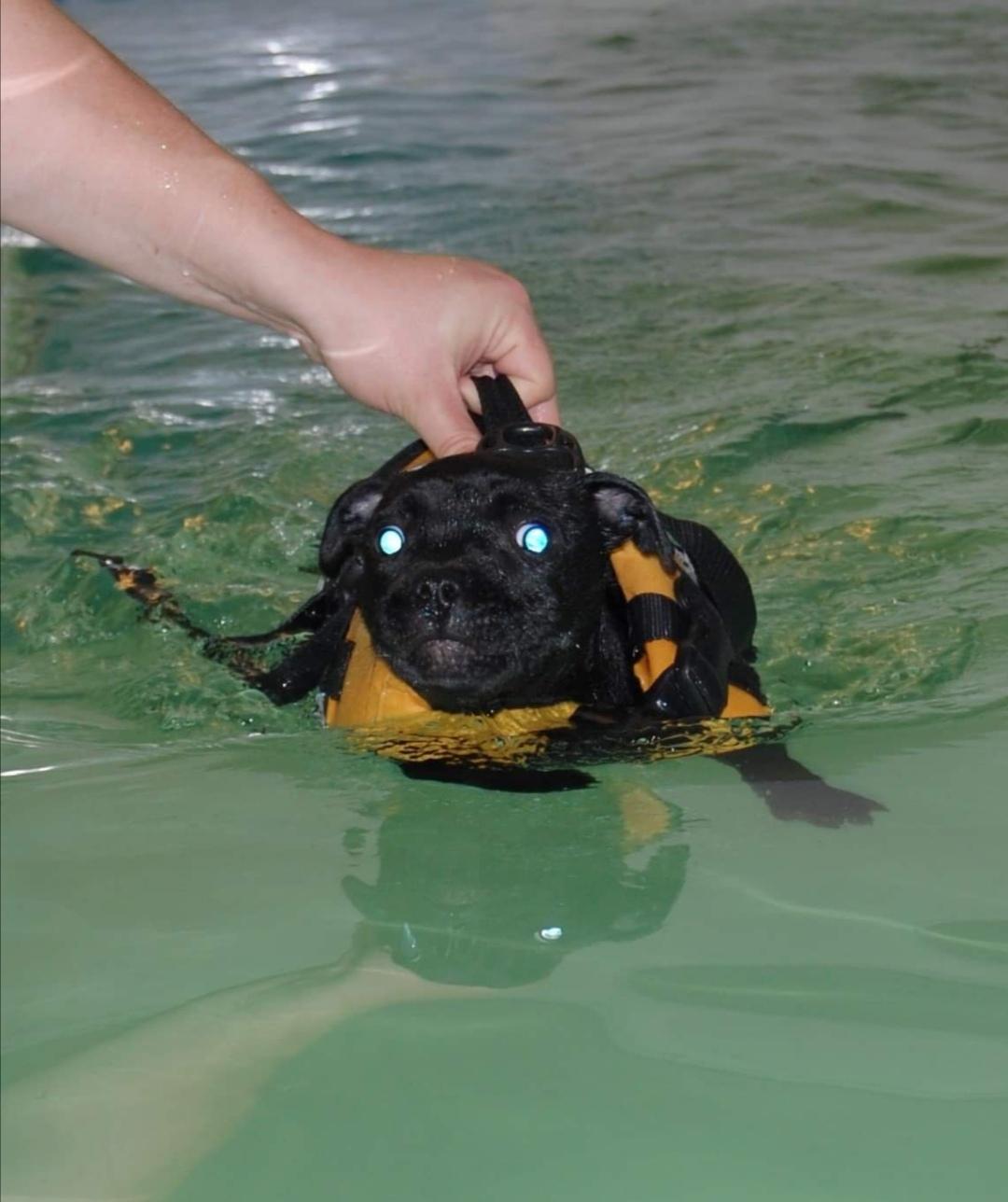 Staffordshire bull terrier Kida - Første svømmetur D. 03/11-19 billede 24