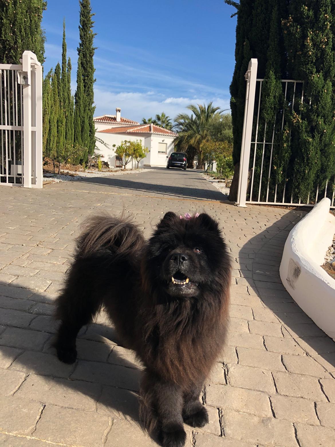 Chow chow Fuh Thu Josefine - Med i sydspanien. Næsten 13 år gammel. Elsker varmen.... billede 47