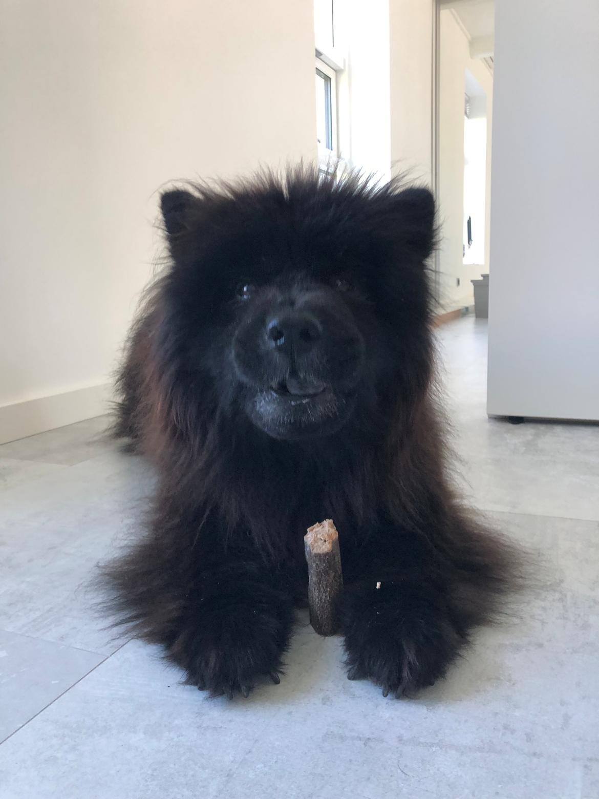 Chow chow Fuh Thu Josefine - Nyder en godbid... er nu over 13 år billede 50