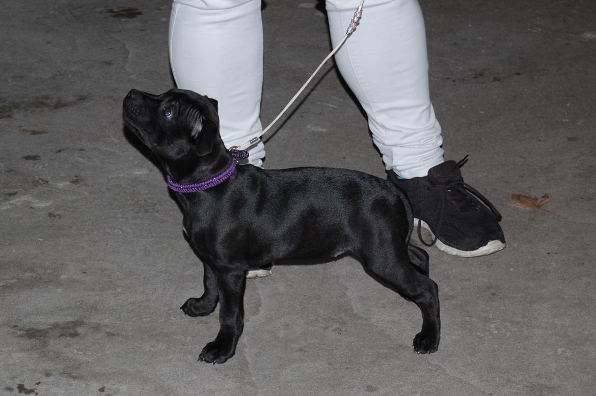 Staffordshire bull terrier Kida - Min 4 ringtræning, og første gang jeg klarede hele timen :D <3 billede 25