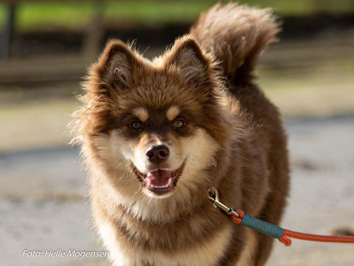 Finsk lapphund Lapinkaunis Shelby Maverick billede 5
