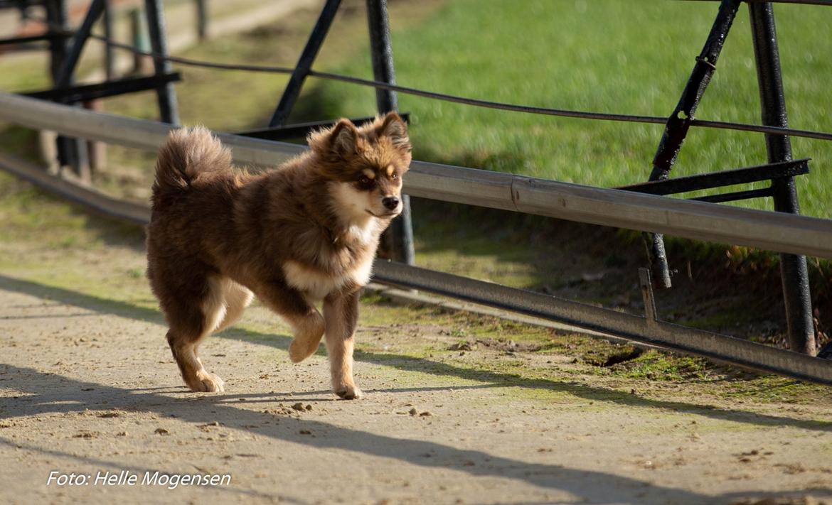 Finsk lapphund Lapinkaunis Shelby Maverick billede 8