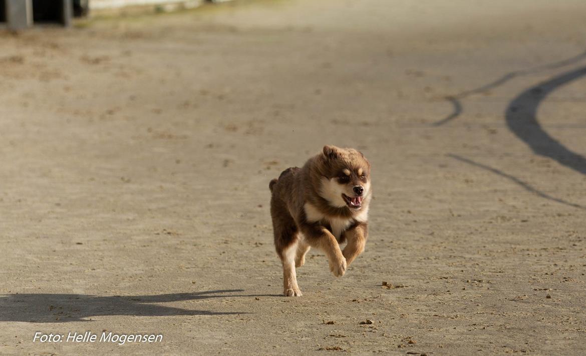 Finsk lapphund Lapinkaunis Shelby Maverick billede 7
