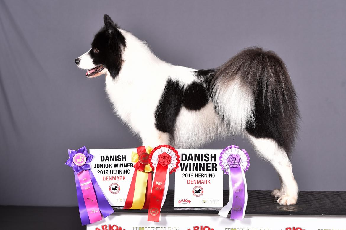 Yakutian Laika DKJV19 DKV19 DKKV19 HRJCH SPLITJW19 El Flaum Zahir - 15 måneder  billede 1