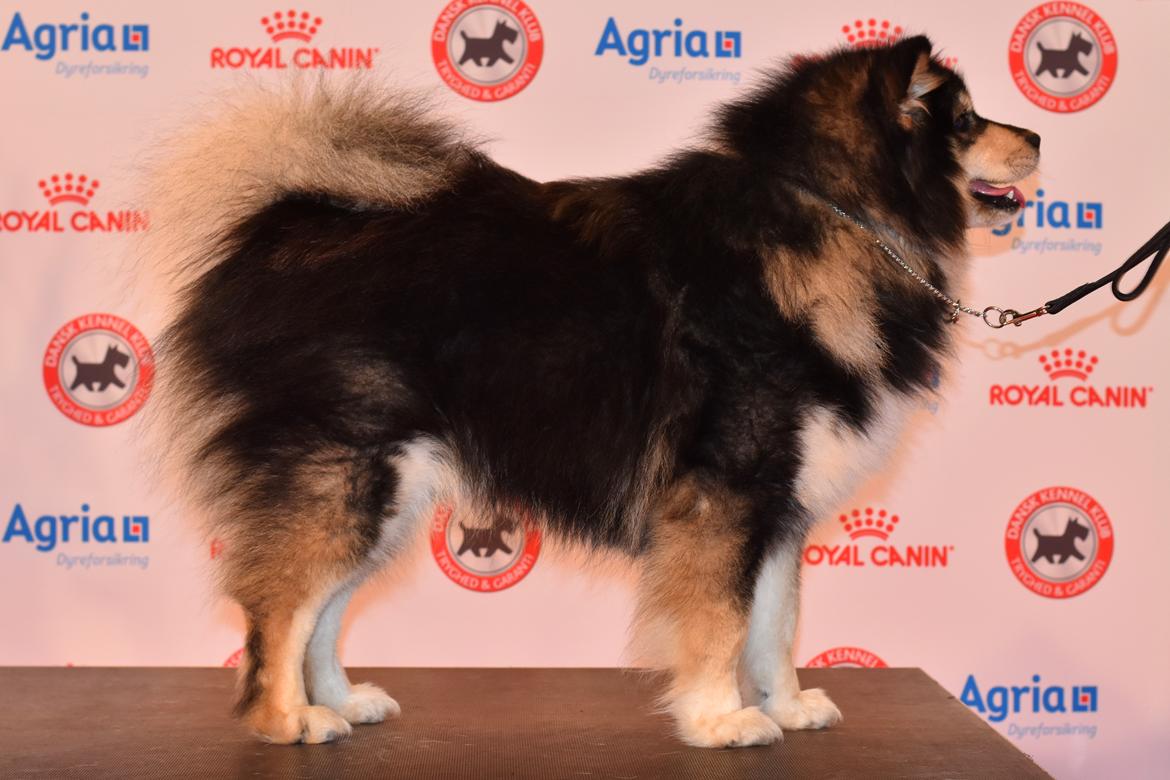 Finsk lapphund Eli billede 3